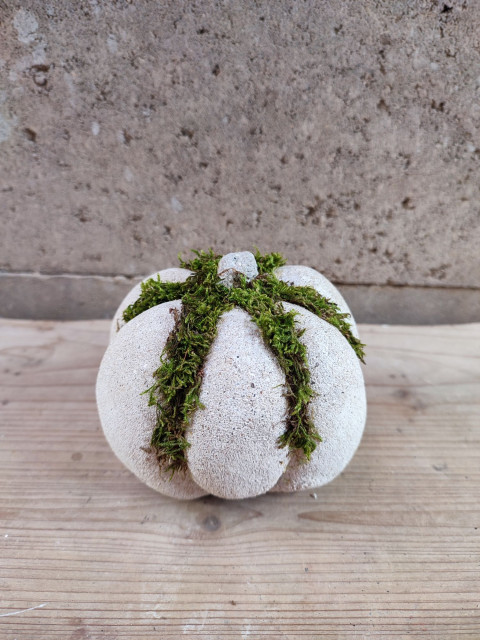 Betonová dýně se sušeným mechem dekorace podzim dýně přírodní dušičky mech halloween sušený  Betonová dýně se sušeným mechem dekorace podzim dýně přírodní dušičky mech halloween sušený