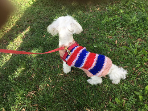 SVETR PRO PEJSKA  SVETR PRO PEJSKA