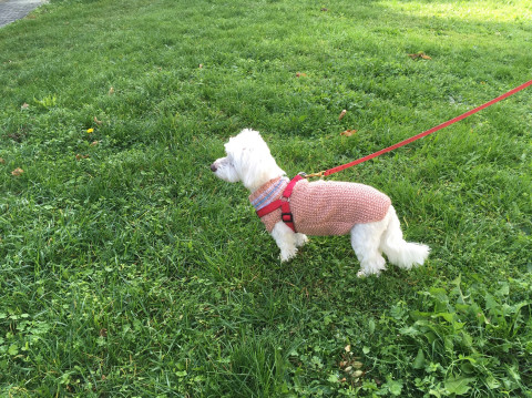 PSÍ SVETR  PSÍ SVETR