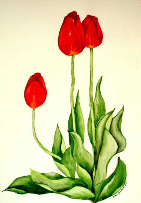 Obraz Červené tulipány květiny příroda tulipány inspirace akvarel 