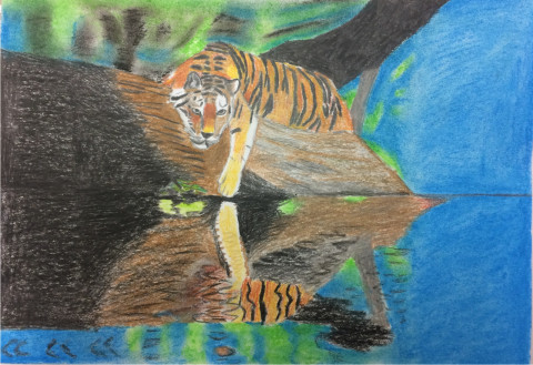 V tygřím odrazu voda obrazy zvíře tygr strom příroda pruhy hladina kresba odraz odlesky umění odpočinek džungle 