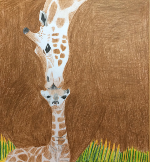 Pusa od žirafy žirafa obrazy zvíře láska příroda rodina kresba pusa umění safari žirafy matka savana mateřství mládě mateřský 