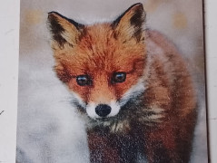 Obrázek pes a kočka