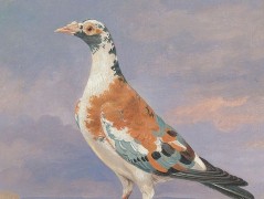 Bavlněný panel reprodukce 2028