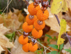 Šátek - ze slunečních paprsků