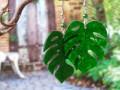 Náušnice - monstera