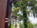 Lapač slunce - pavouk 01