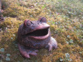 Žába